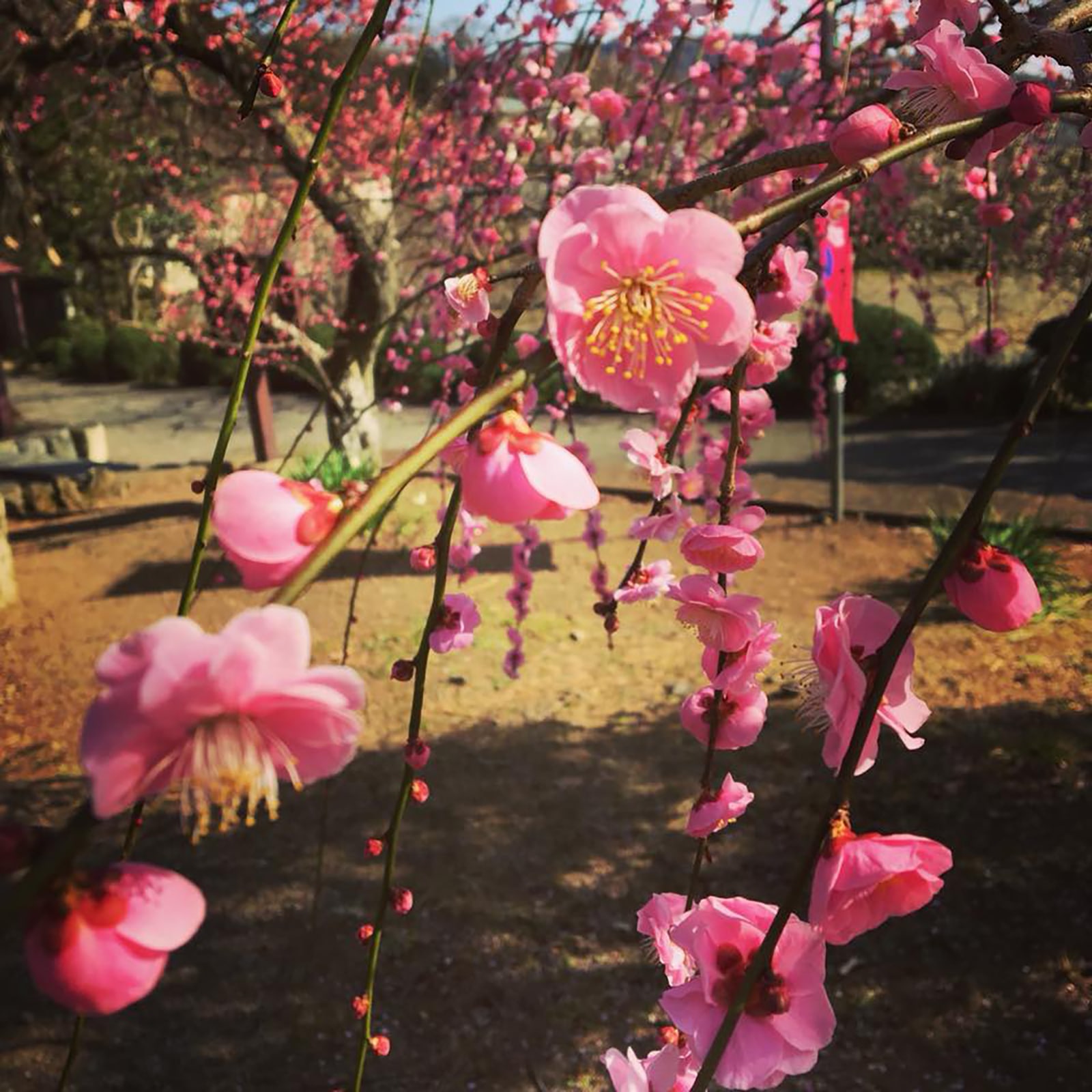 小田原のいいところ18