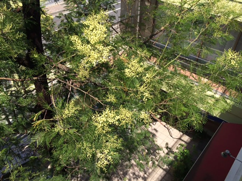 ビルの中庭のミモザが咲きました