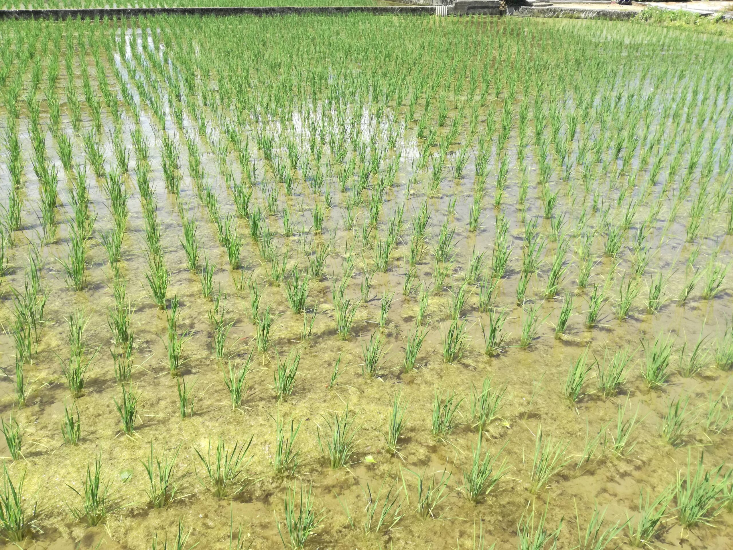 おだわらのいいところ89