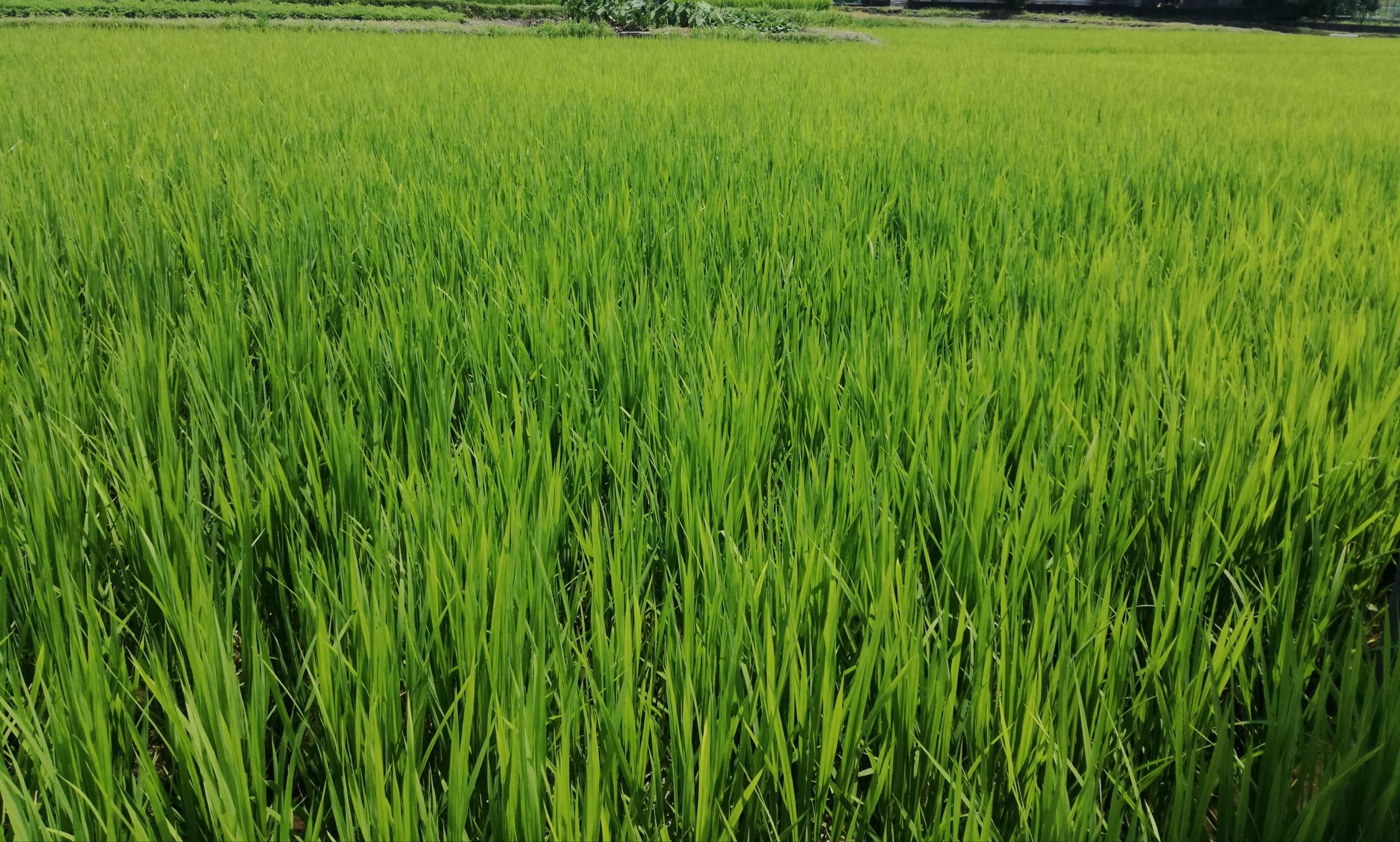 おだわらのいいところ199