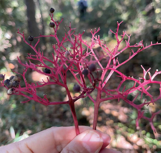 神奈川県中井町
