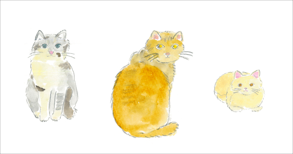 保護猫活動へ、寄付いたしました。